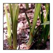 Acorus Calamus