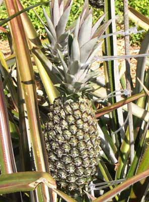 Ananas Comosus-pineapple