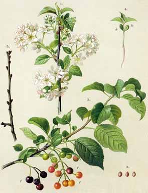 Prunus Mahaleb