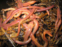 Composting Worms