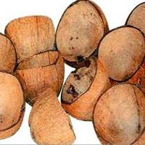 Coconut shell