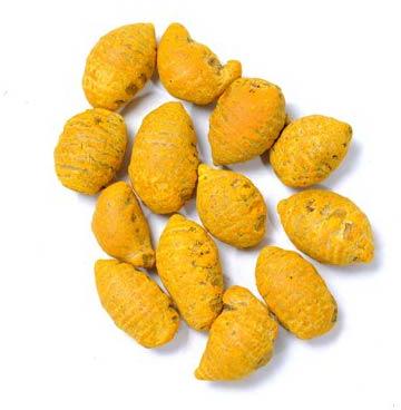 Salem Turmeric Bulbs