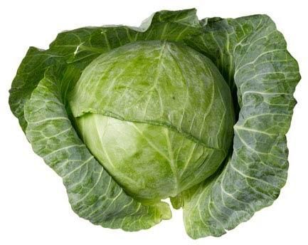 Fresh Cabbages