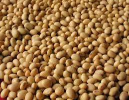 Soybeans