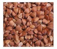 Buckwheat