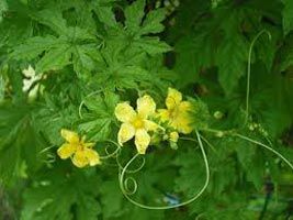 Bitter Gourd Leaves