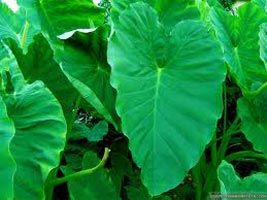 Colocasia Leaves