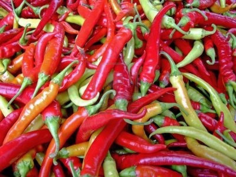 Fresh Chilli