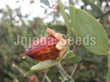 Jojoba Seeds
