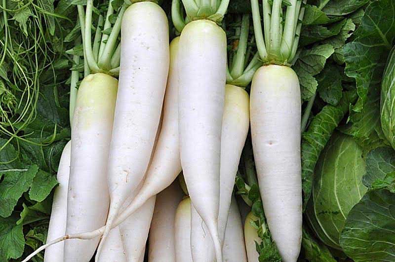 Fresh Radish White