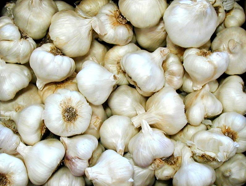 Common fresh garlic, for Cooking, Feature : Gluten Free, Moisture Proof