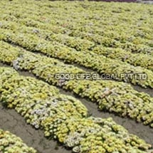 Mesembryanthemum Occulatum Lunette Seeds (Yellow Burf)