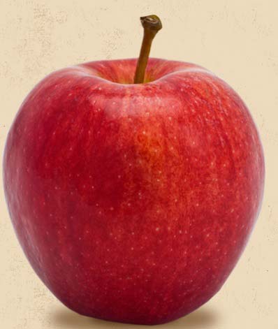 Washington State, Usa Fresh Pack Gala Apples in Season Now.