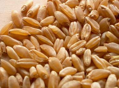 Organic Durum Wheat
