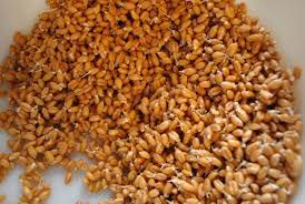 Organic Sprouted Soft Red Winter Wheat