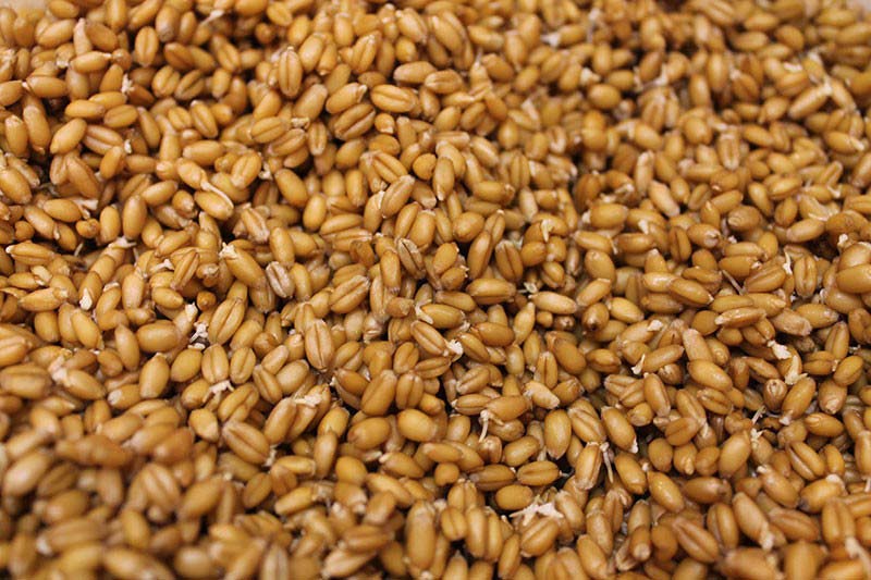 Organic Sprouted Spelt Wheat