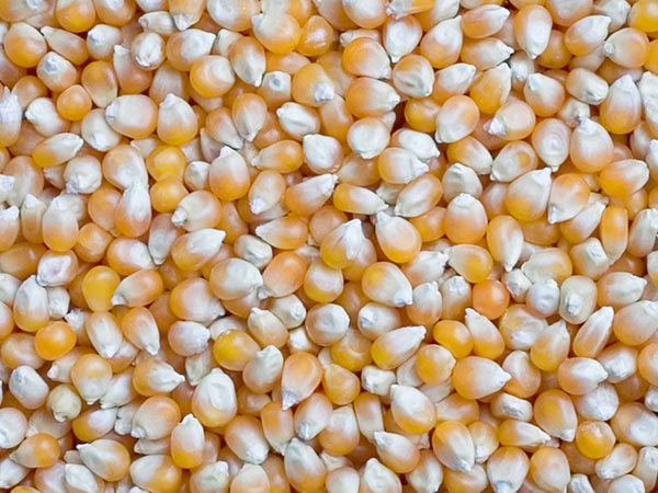 yellow maize seeds