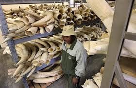 Elephant Tusks For Sale