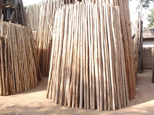 Casuarina Wood Poles, Length : 10-20 Feet