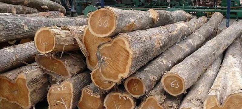 Non Polished Teak Wood Logs For Making Furniture Feature Accurate Dimension High Strength
