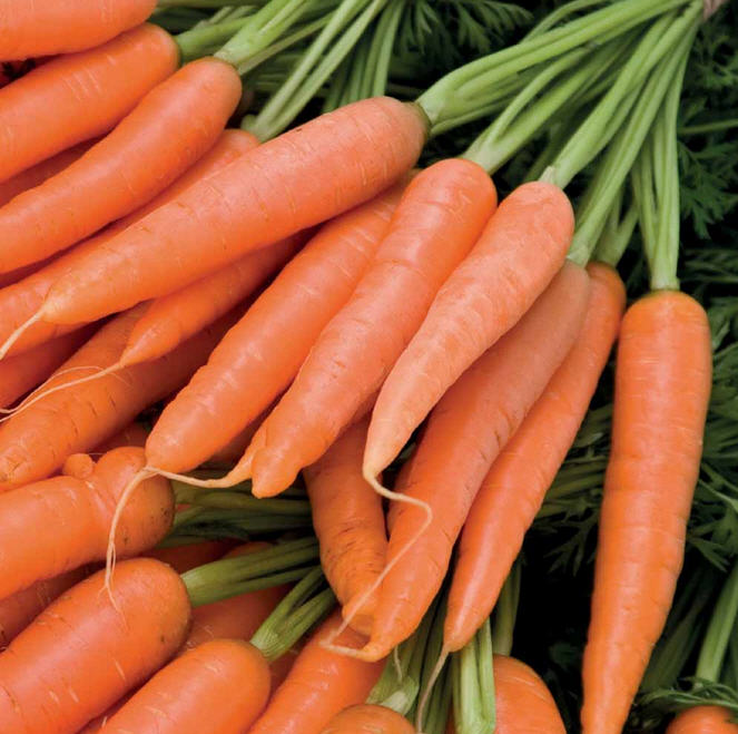 B4U fresh carrot