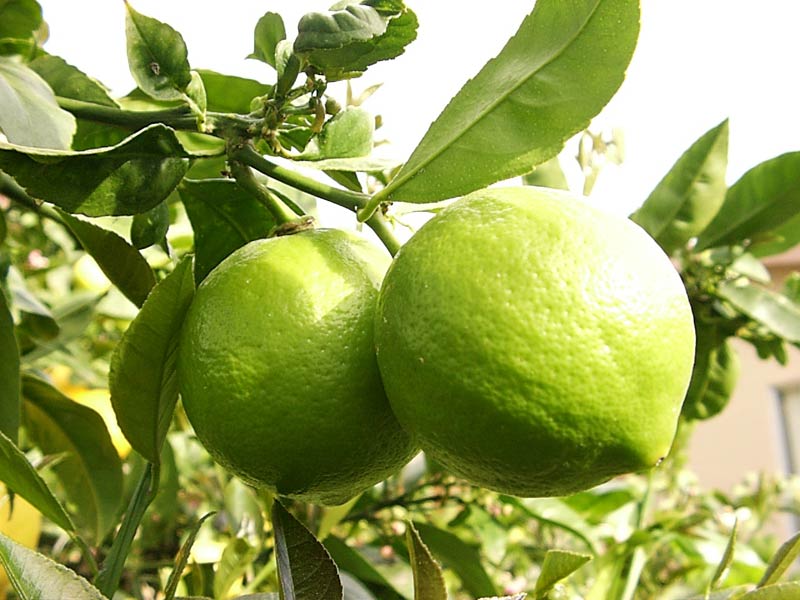B4U Green Lemon