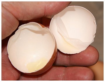 Egg Shell Membrane