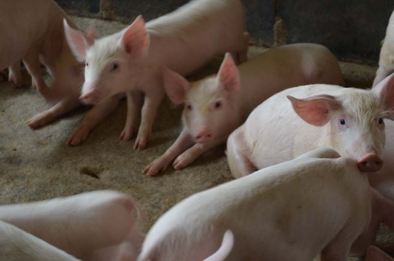 buy pig pure farming
