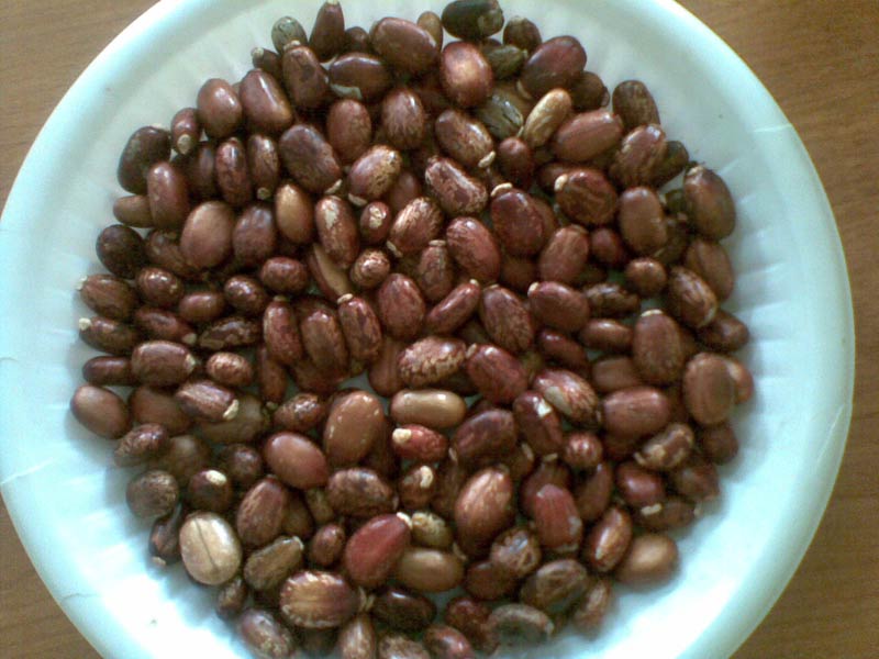 castor seeds