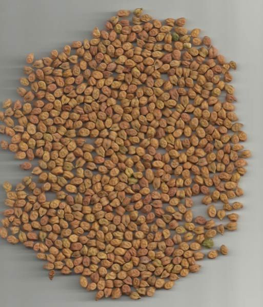 Desi Type Chick Peas