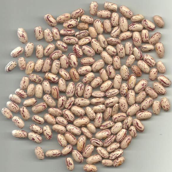 Light Speckled Beans