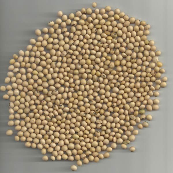 Soya Beans