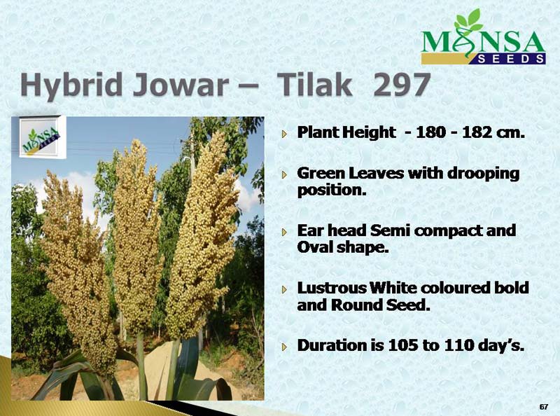 Retailer of Seeds from Hyderabad, Telangana by Mansa Gold Agri