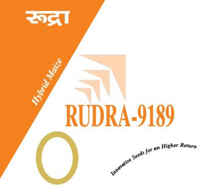 Rudra-9189 Hybrid Maize Seeds