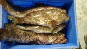 Brown Spotted Grouper