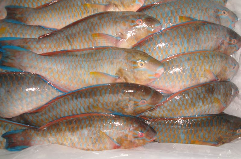 Chilled Parrot Fish