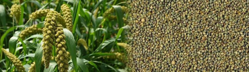 green millet