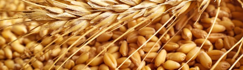 wheat