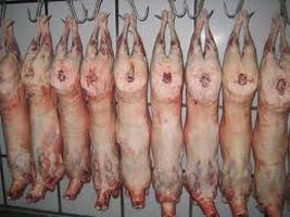 frozen halal lamb meat