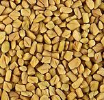 Horse fenugreek seed, Color : yellow