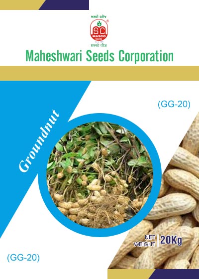 GG-20 Groundnut Seeds