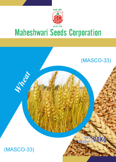 Masco-33 Wheat Seeds