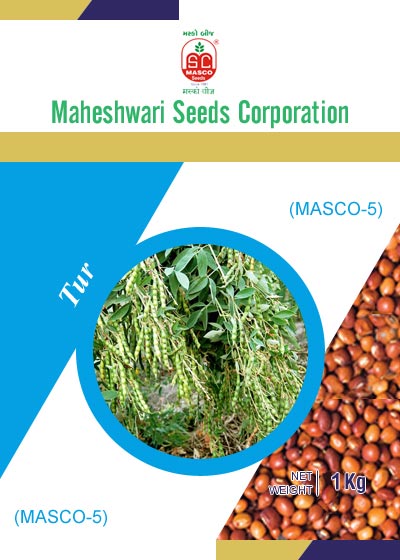 Masco-5 Tur Seeds