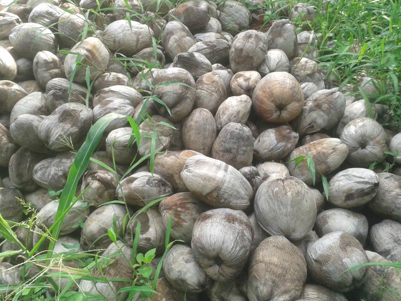 Dry Coconuts