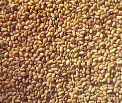 Lucerne Seeds - Alfalfa Seeds