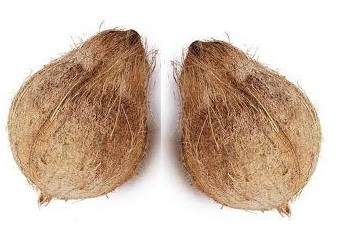 Indian Semi Husked Coconuts