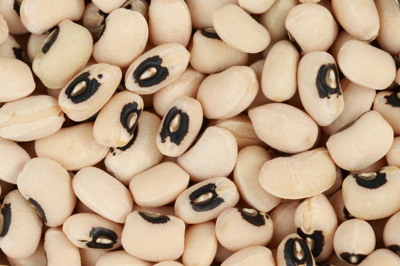 Black Eyed Beans Manufacturer & Exporters from, United States ID 710744