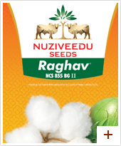 Cotton : Raghav BG II NCS 855