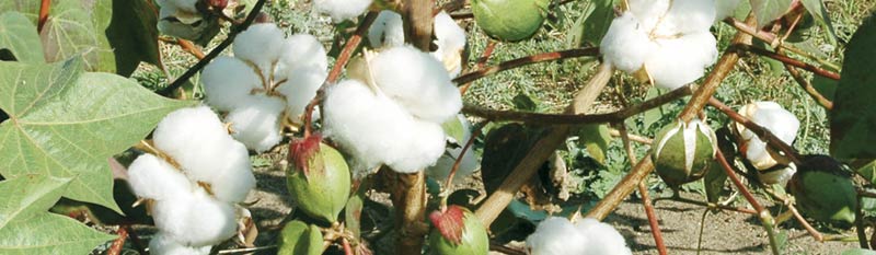 cotton seeds