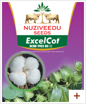 Excel Cot Cotton Seeds